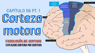 CAP 56 1/5: Corteza motora l Fisiología de Guyton