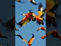 A flock of vibrant birds soaring through a clear blue sky sunlight illuminating their feathers