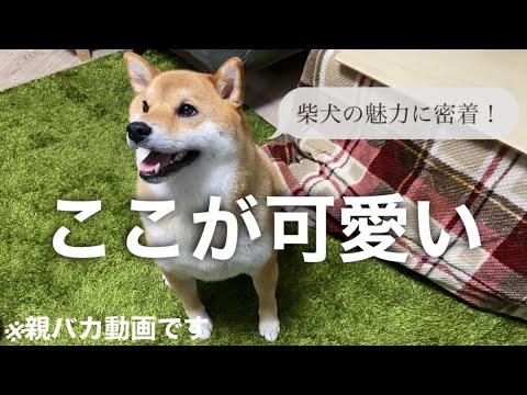 【柴犬】飼い主が思う柴犬もこのチャームポイント