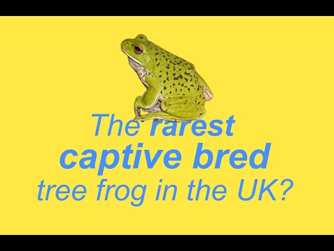 Video: Flying frog: description, varieties, captivity
