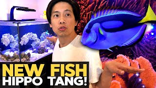 Picking up Baby Hippo Tang!!  (135g  5/17/2020)