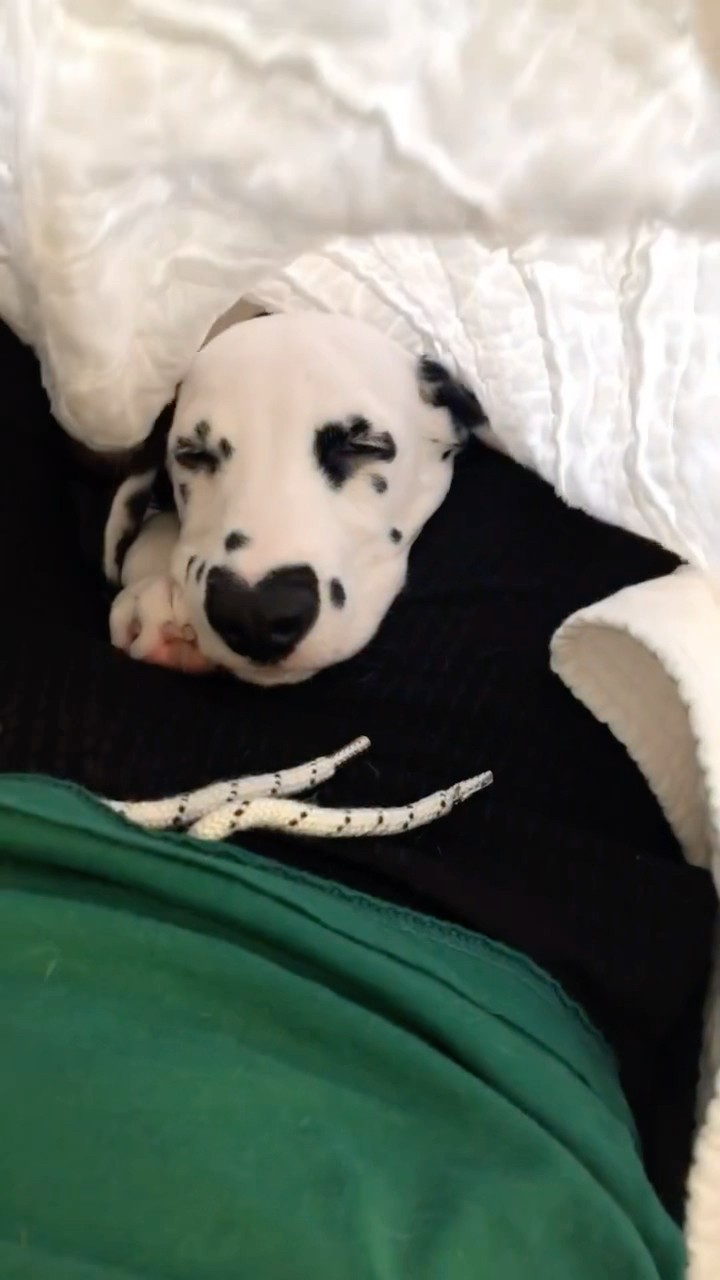 #JasonDeruloTV // Puppy ?? #GotPermissionToPost From IG @hi.wiley #FromTheIslands
