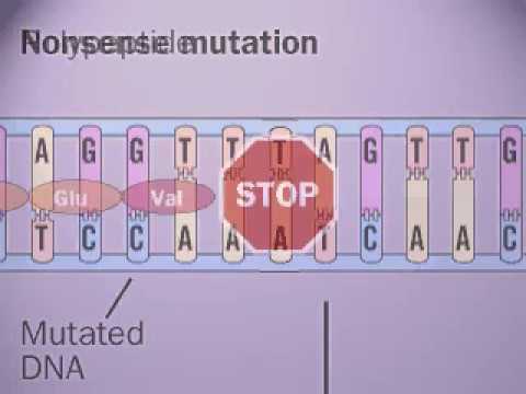 ვიდეო: როგორ ჩნდება უაზრო მუტაციები?