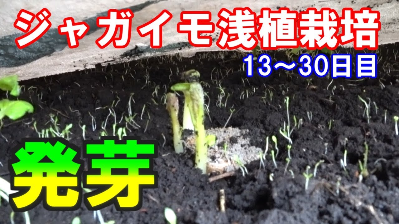 ジャガイモ浅植栽培 発芽しました 13 30日目の様子 菜園をつくろう栽培編 15 Youtube