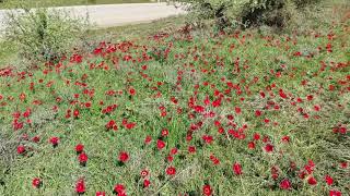 Κέδρος, Καρδίτσα. Θεσσαλία, Ελλάδα Kedros, Thessaly, Karditsa, Greece
