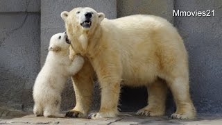 Polar Bear Baby public　began ホッキョクグマの赤ちゃん一般公開始まる