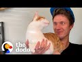 Cat stops at nothing to be around his moms boyfriend  the dodo