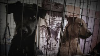 Part 2 - Steven Moore - Blackpowder Terriers - Puppies Are Here