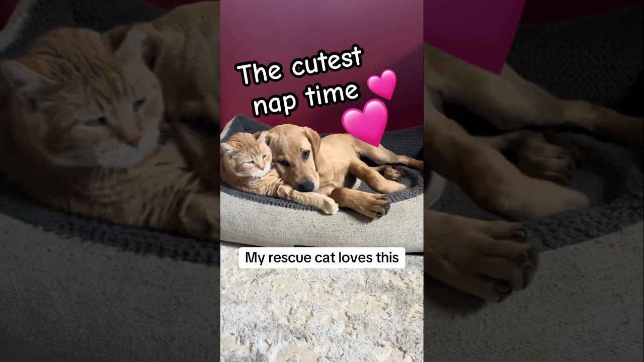 My cat loves to nap with my dogs 