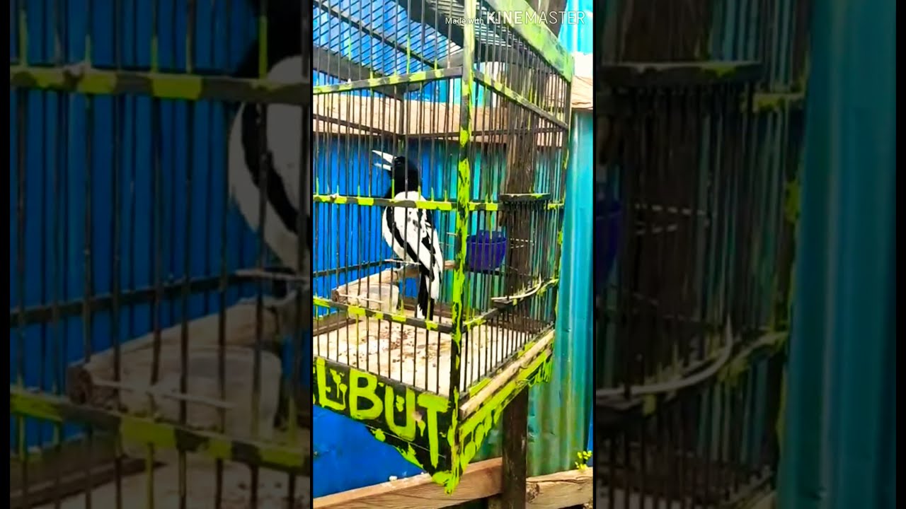 Burung jagal papua gacor goyang sangkar 