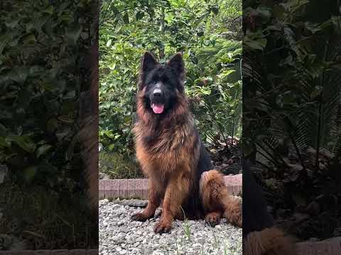 Long coat german shepherd dog #germanshepherd #gsd