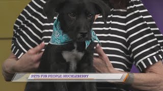 Pets Fur People: Meet Huckleberry