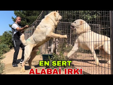 ALABAY ( ALABAİ ) TÜRKMEN KÖPEKLERİNİN CÜSSESİ VE CESARETİ