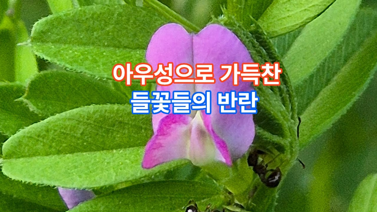 여덟 들꽃들의 이야기 - YouTube