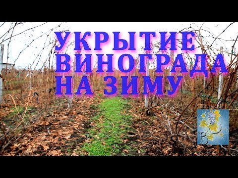 Video: Shelter rules for grapes for the winter in Central Russia