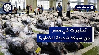 مصر.. تحذير عاجل من سمكة سامة تباع في الأسواق