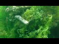 Lifes under water  underwater viewer  junexboy
