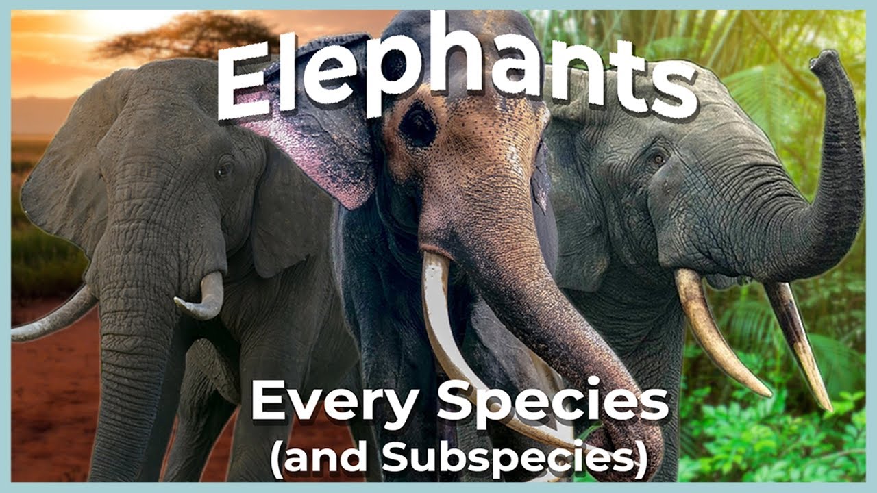 Эволюция современных слонов (объяснение каждого вида и подвида)