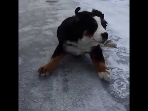 Quinn the Bernese Puppy + Ice + Slow-Mo