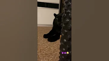 Пантера в доме! - luna_the_pantera@instagram