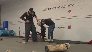 Company offers protection dog training