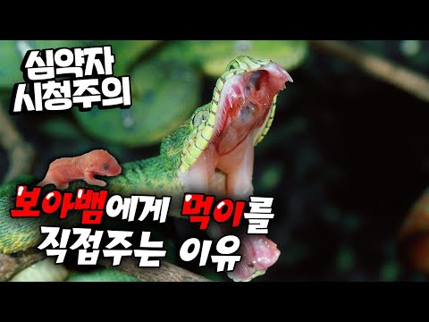 심약자주의)) 보아뱀에게 직접 밥을먹이는 이유는..?
