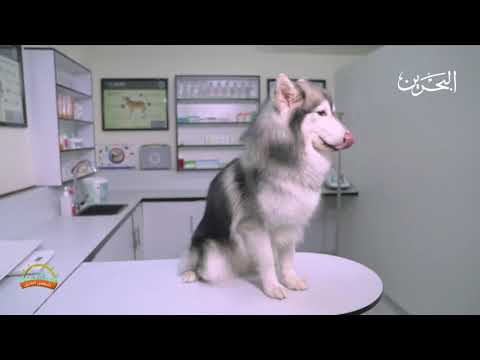 شمس البحرين 11 7 2021