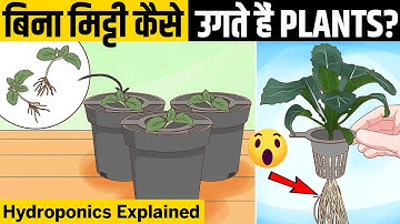 Hydroponics तकनीक काम कैसे करती है? | Farming without Soil Explained in Hindi