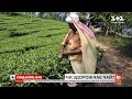 Ковід в Індії може спровокувати здорожчання чаю: чи відчують це українці
