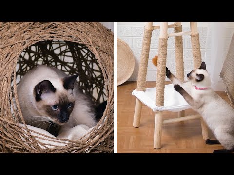 Eso es para miau? Convierte un banco en una elegante torre para tu gato😻
