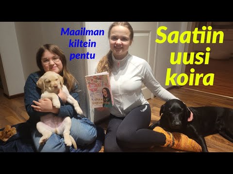 Video: Uuden Floridan lainsäädännössä sallitaan terapeutin koirat tuomioistuimessa