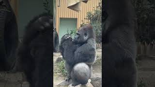 😍Gorilla wriggling his fingers. Momotaro #gorilla #momotarofamily #gorille #gorila