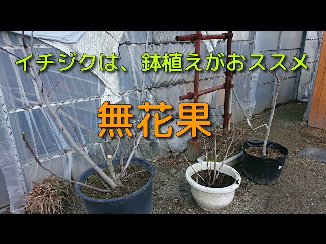 イチジクは鉢植えがお勧め Youtube