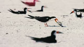 Adult black skimmer killing a chick at St. Pete Beach, Florida