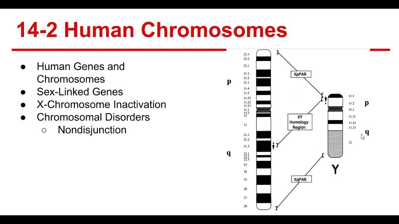 worksheet Section 14 2 Human Chromosomes Worksheet Answers ch 14 the human genome youtube genome