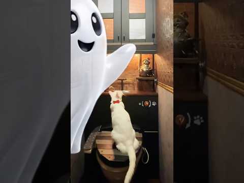 猫❤️夫がリノベーションしたらトイレこうなった【ハロウィンversion】🐱🎃👻🚽