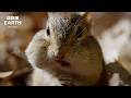 Earth's Seasons & Wildlife | BBC Earth Relax π
