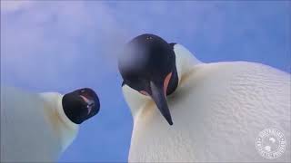 Penguins find research camera, take selfies