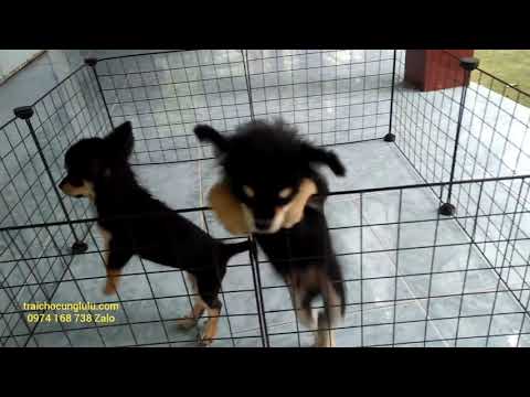 1 đực, 1 cái 👍#Chihuahua lai phốc sóc. Giá rẻ hạt dẻ