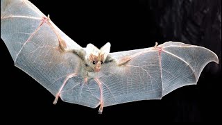 Killer Bats, Dingoes and a load of rats: Australia's Overlooked Placental Mammals