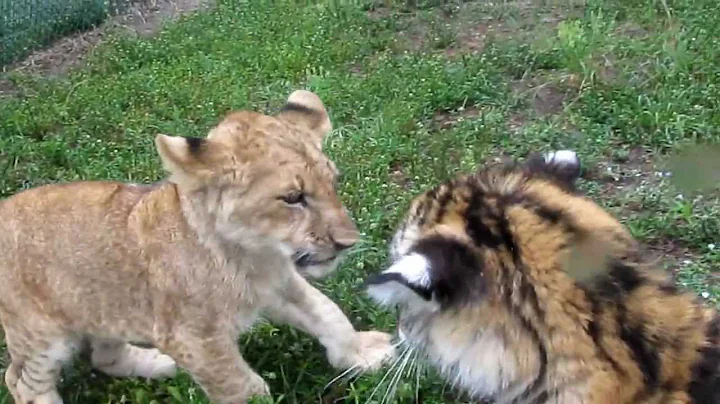 Baby Lion & Tiger playing - DayDayNews