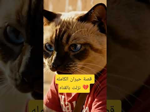 كيف كانت حياة القط حيران من قبل القط حيران حياة القطط شارع قصة ملهمة فلوق