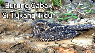 Burung Cabak Si Tukang Tidur