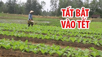 Làng quất, làng rau ở Quảng Nam tất bật vào Tết