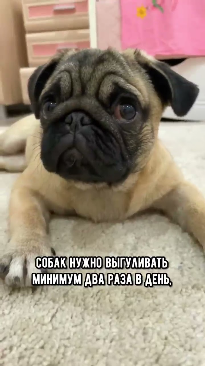 как собаки и кошки живут вместе?