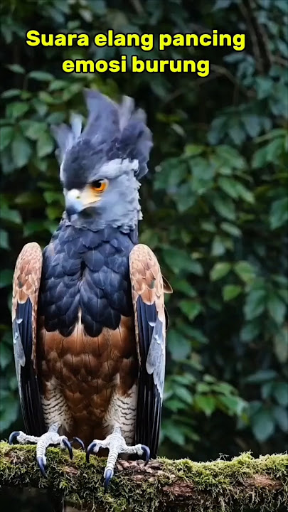 Suara Elang pancing emosi burung kicau