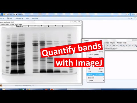 Quantifying bands on SDS-PAGE using ImageJ