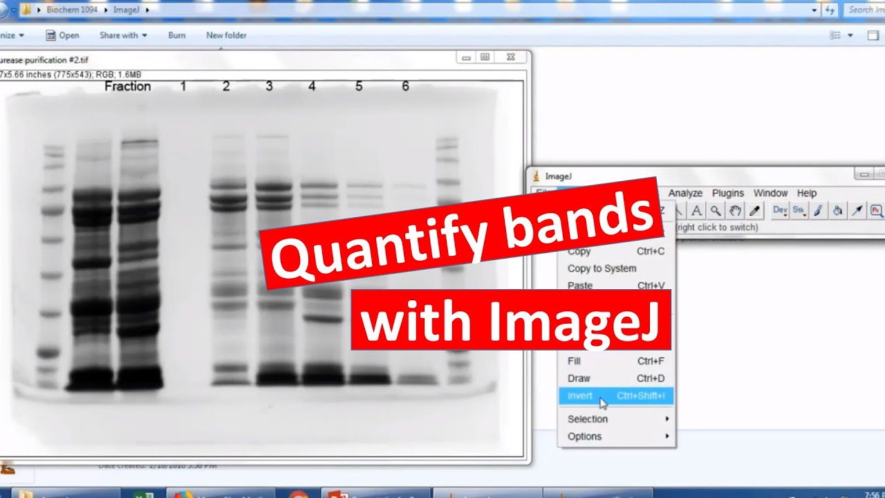 Quantifying Bands On Sds Page Using Imagej Youtube