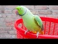 Mitthu Sitting On Basket And Talking In Urdu/Hindi