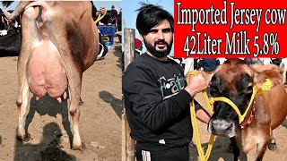 IMPORTED JERSEY COW 42 LITER MILK WITH 5,8 % FAT I Top Dairy Farming in Punjab India